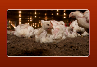 Aves: jejum pré-abate é essencial para evitar contaminação na carne