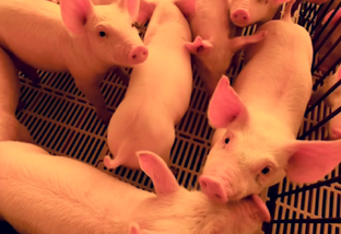 Os suínos e as gripes: como evitar contaminações por vírus nas granjas?