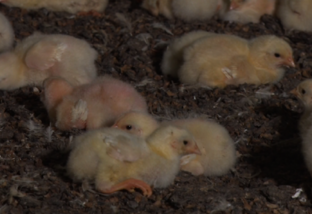 Avicultura: veja como evitar a síndrome da refugagem em pintinhos