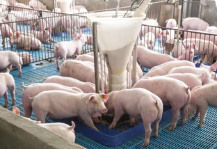 Sistemas de ambiência na granja de suínos garantem bem-estar da produção