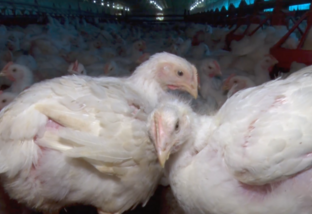 Paraná reforça medidas de segurança para enfrentar a gripe aviária