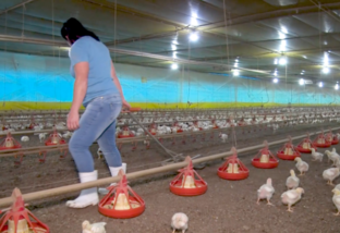 'Não há problema em consumir carne de frango', diz secretário de agricultura de SC