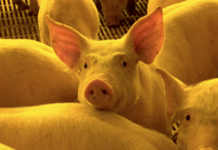 De que forma a sustentabilidade garante o bem-estar para os suínos na granja?