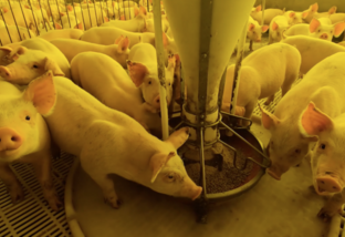 Suínos doentes na produção: como garantir o bem-estar animal?