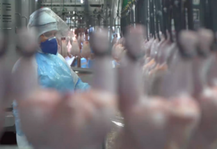 Brasil é o 1º país que vai poder exportar carne de frango para Argélia