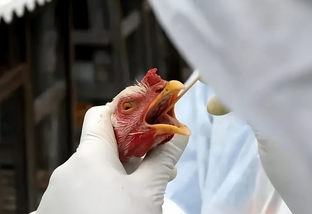 Gripe aviária em plantel comercial seria pior que 'geada negra', diz secretário da Agricultura do PR