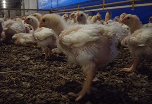 Brasil possui única região compartimentada do mundo para frango de corte