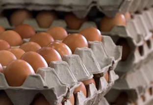 Tecnologia calcula pegada de carbono da produção em granjas de ovos