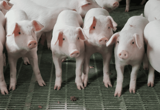 Melhoramento genético garante carne suína de qualidade