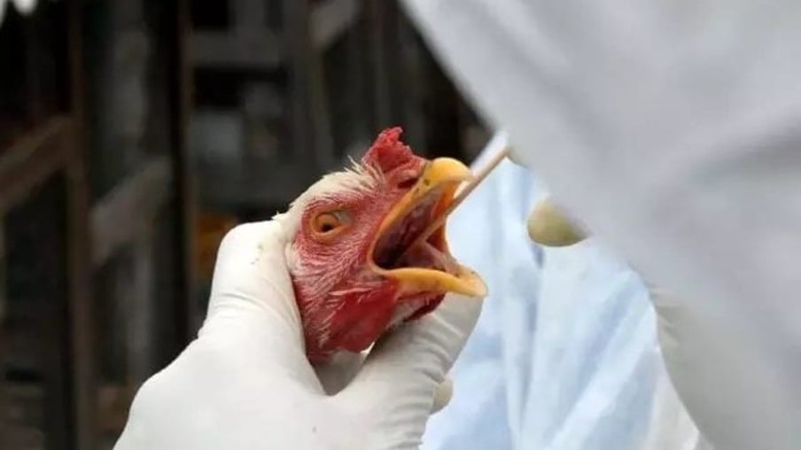 Secretários de Agricultura pedem revogação de portaria que flexibiliza regras contra gripe aviária