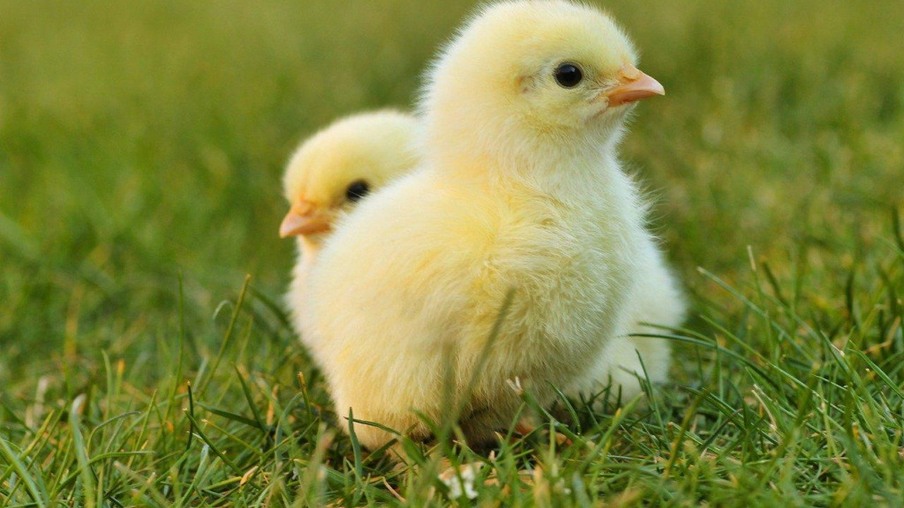 Aves: exportações de genética dão salto em novembro