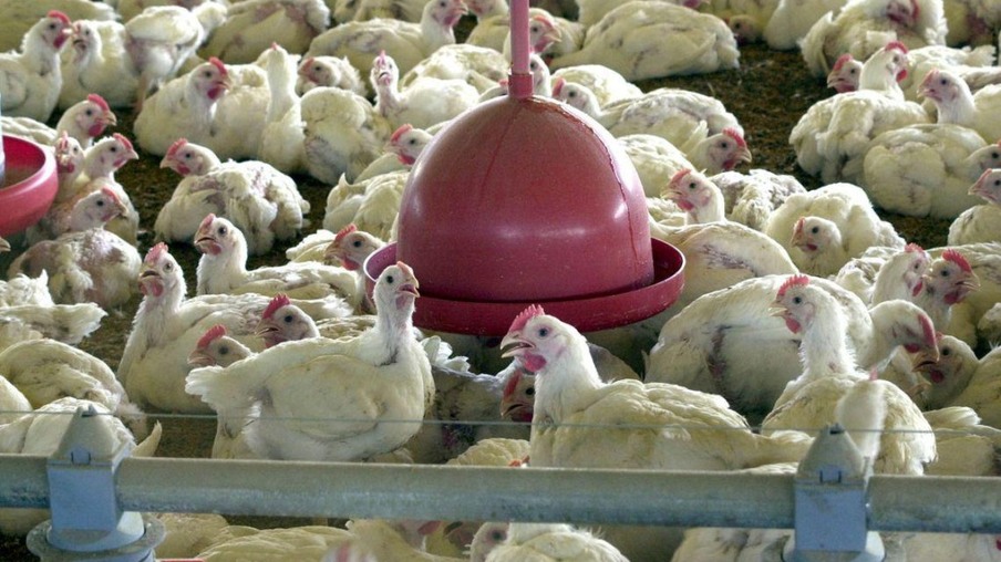 Frango: queda de insumos eleva poder de compra do avicultor