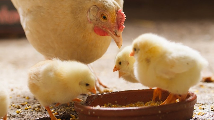 Gripe aviária: Europa destina verba milionária para compensar avicultores da Itália