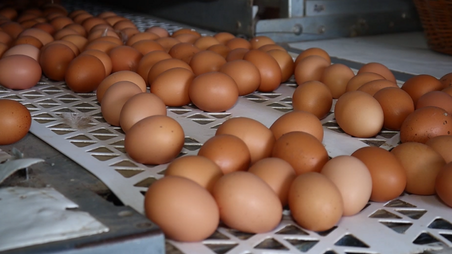 Coleta de ovo em granjas de aves: veja como é feito o processo