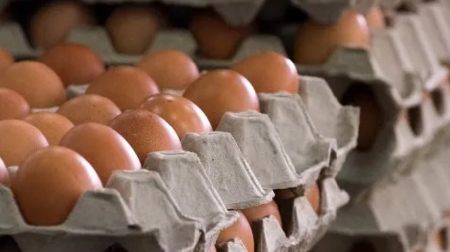 Produção de ovos deve subir até 1% em 2023 e 6,5% em 2024