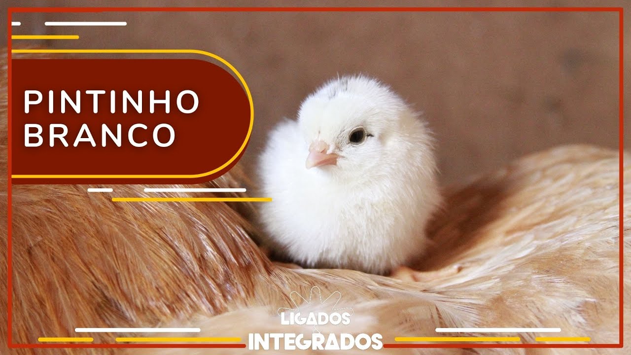 Você conhece a síndrome do pintinho branco?