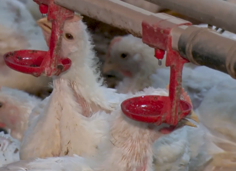 Qualidade da água fornecida às aves deve ser mensurada