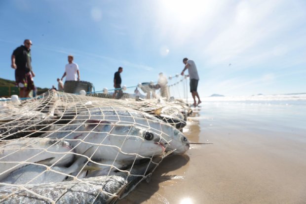 Pescadores de SC devem notificar a presença de aves mortas nas praias