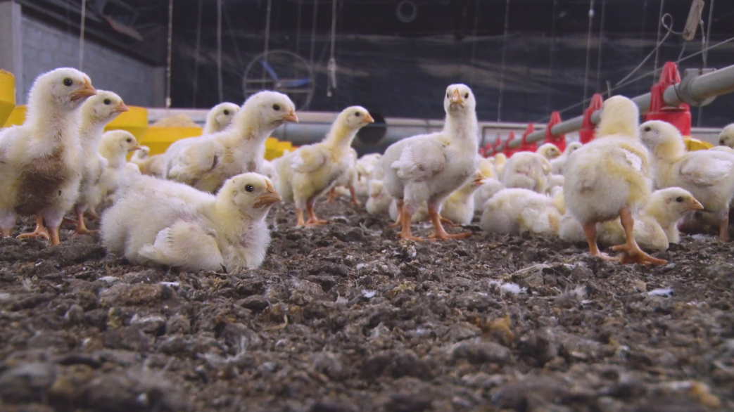 Destinação correta das aves mortas nas granjas evita a propagação de doenças