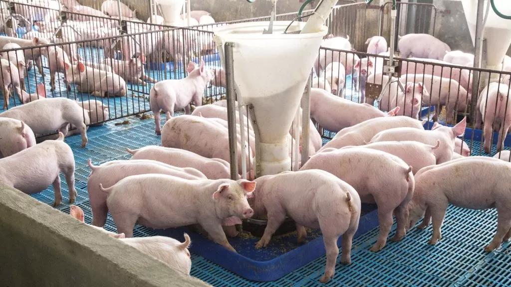 Sistemas de ambiência na granja de suínos garantem bem-estar da produção