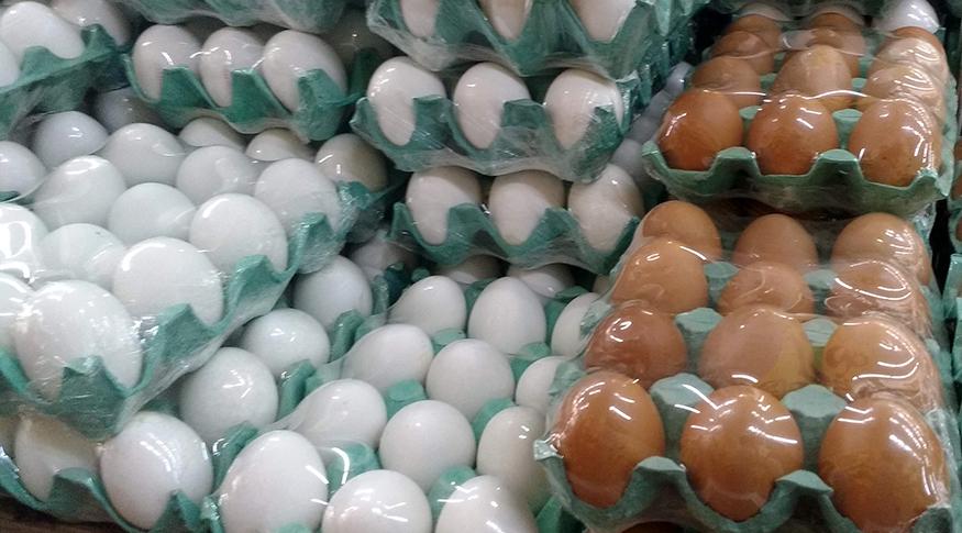 Produção de ovos em Bastos representa cerca de 11% do total nacional