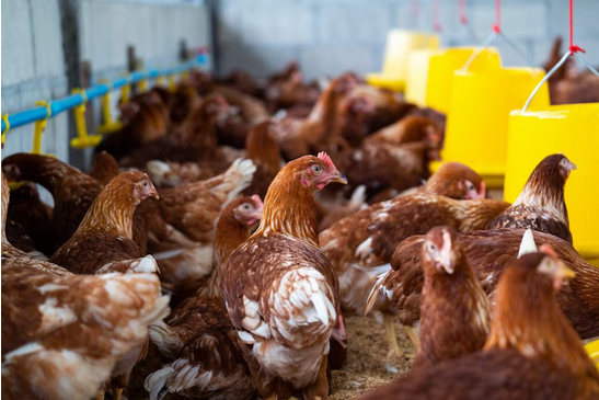 Doença do papo cheio nas aves: entenda os riscos e como evitá-la