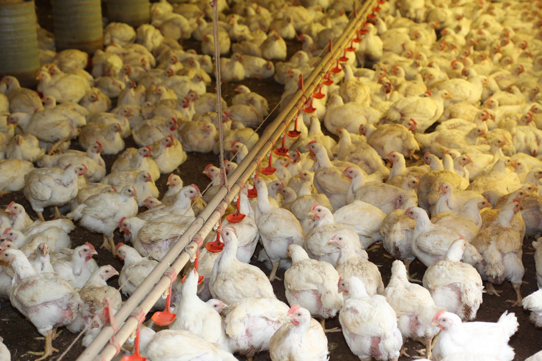 Entenda como os probióticos podem substituir os antibióticos e melhorar a produção de aves