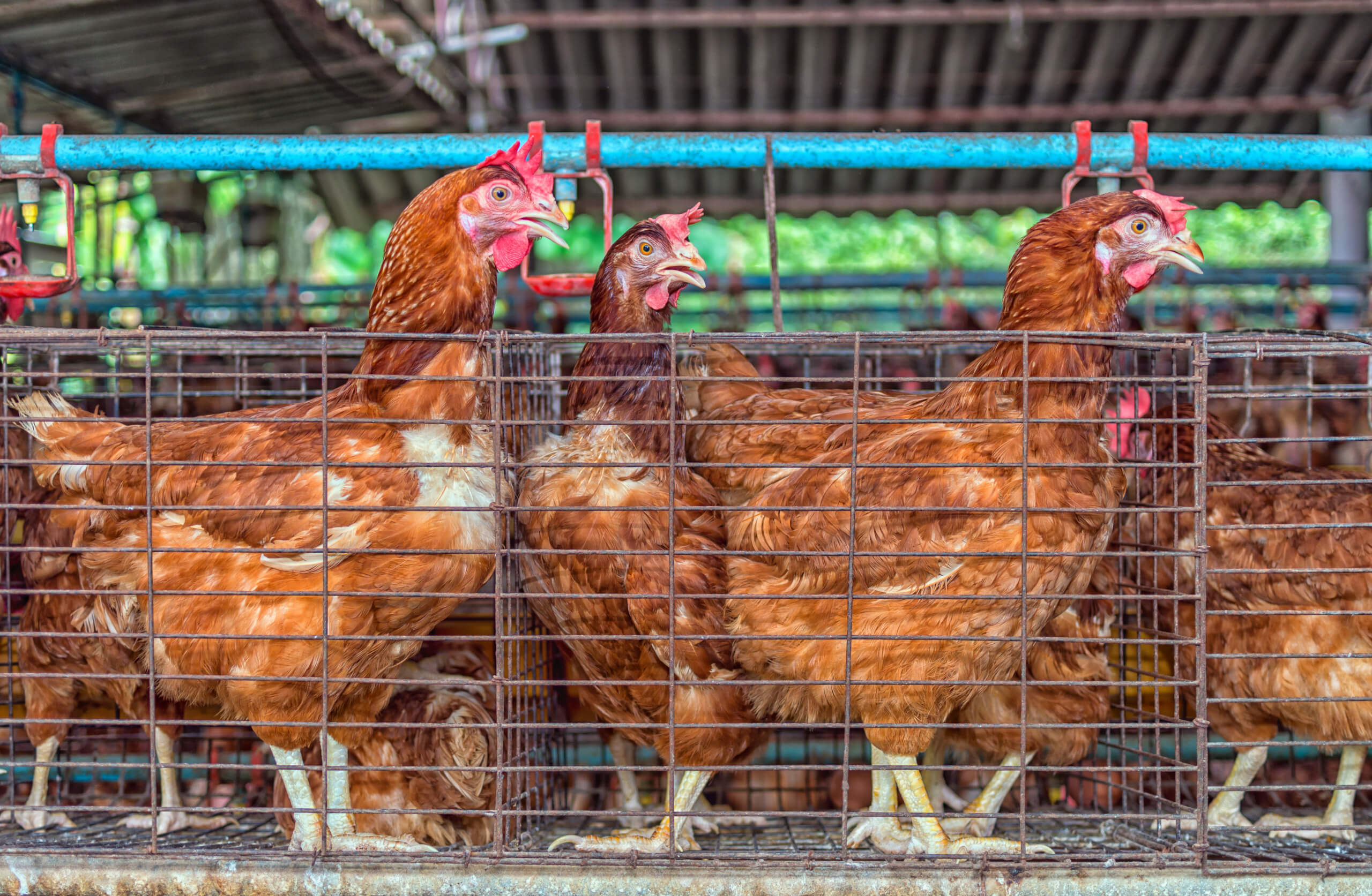 Frango: preços reagem graças à maior demanda e antecipação de vendas