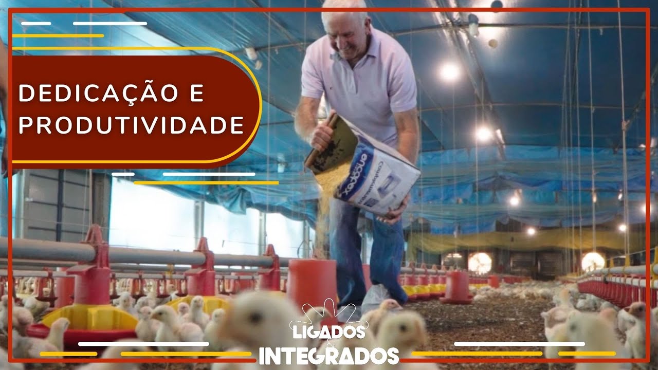 Avicultor investe na criação de frangos e se destaca na integração