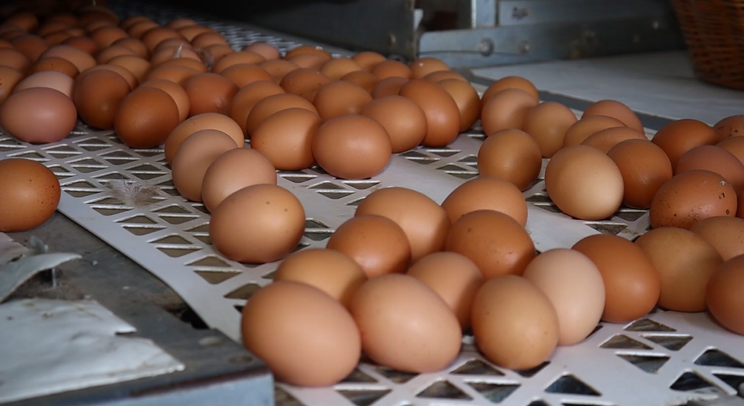 Quais são os principais índices zootécnicos de aves na produção de ovos?