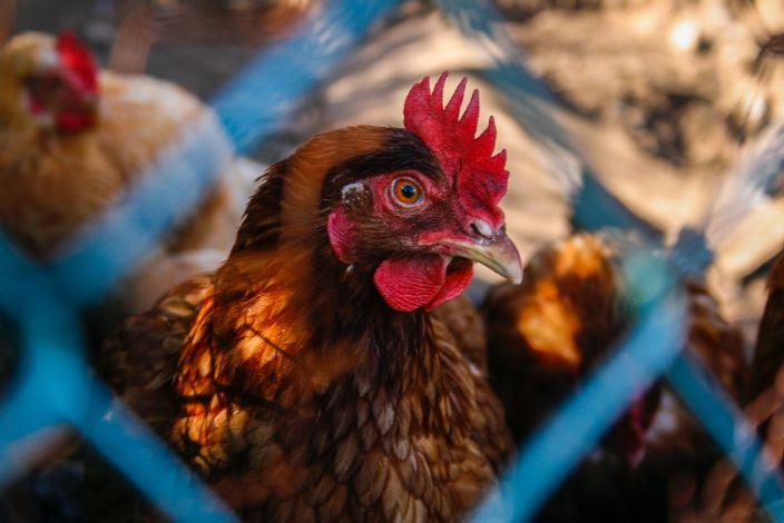 Lesões cutâneas em aves: desafios e prejuízos para a indústria avícola