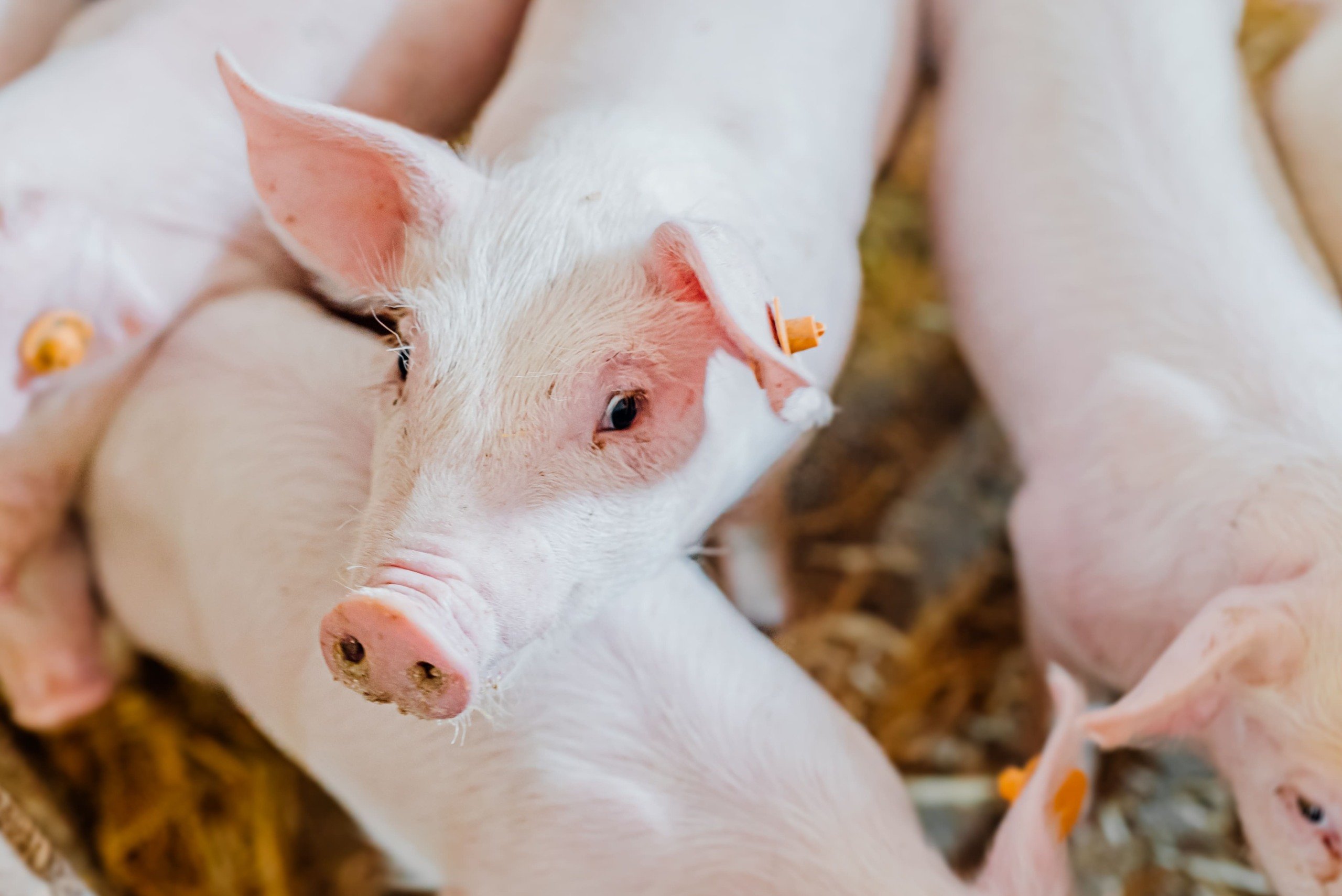 young piglets in agricultural livestock farm 2023 11 27 05 02 25 utc 1 scaled