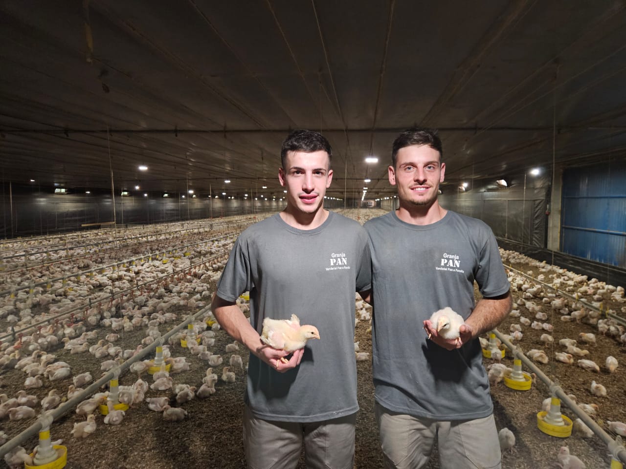 Daniel e Leandro Pan seguem tradição familiar e inovam na produção avícola em Flores da Cunha no RS