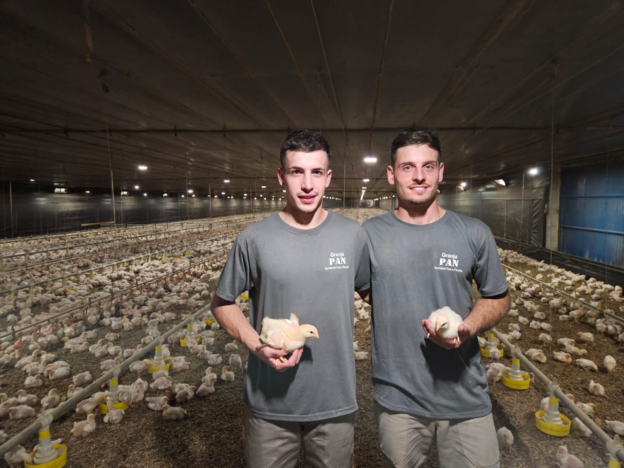 Daniel e Leandro Pan seguem tradição familiar e inovam na produção avícola em Flores da Cunha no Rio Grande do Sul