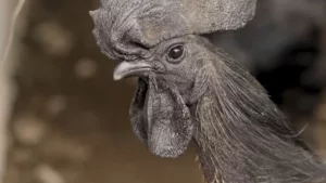 Aves exóticas: conheça a galinha preta que pode valer até 30 mil reais
