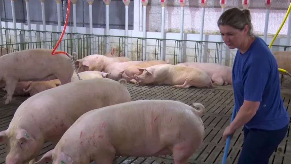 Suinocultora tomou a frente dos negócios da família e aumentou a produtividade da sua granja
