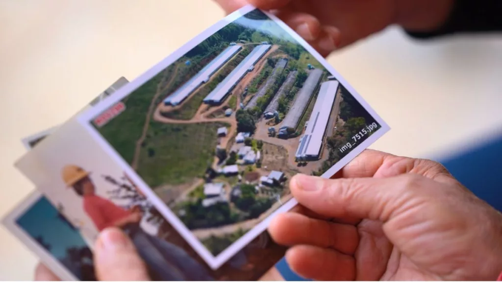 Avicultura em Flores da Cunha no RS: a tradição de 45 anos da família Ferronato