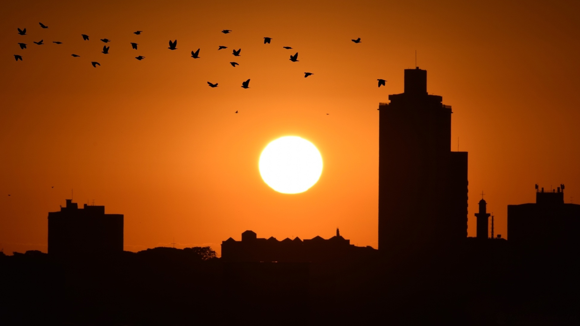 Verão traz desafios climáticos para granjas de aves e suínos