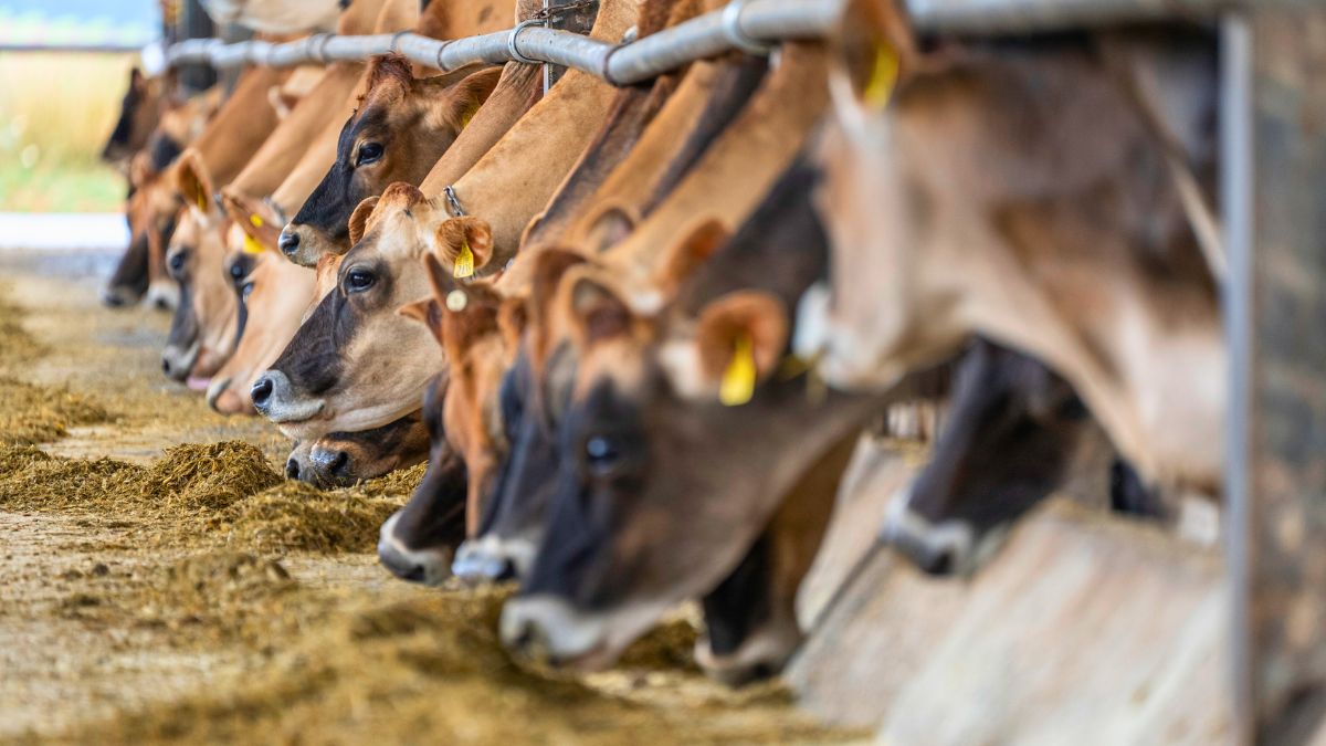 Influenza aviária em vacas leiteiras: o que sabemos até o momento?